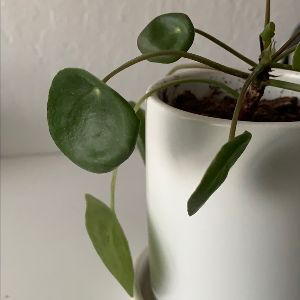 Meet your Posher, Cecile